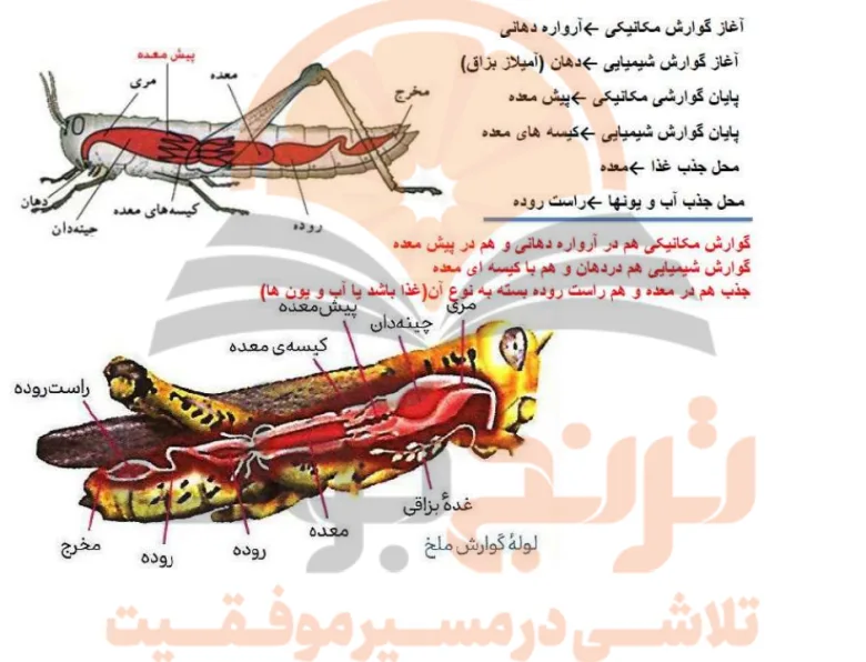 جزوه زیست شناسی دهم تجربی