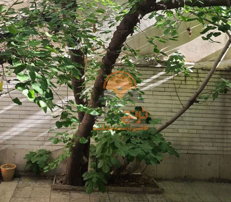 پانسیون مطالعاتی دخترانه خیابان پیروزی تهران